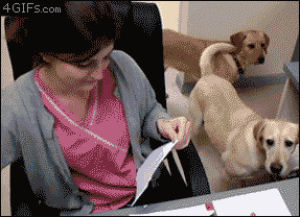 receipt,office,cute,dog,secretary,delivers
