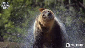 animals,brown bear,bear,cute,bbc,bbc one,wildlife,alaska,alaska live,live tv