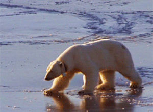 polar bear,wildlife,animals,snow,bears