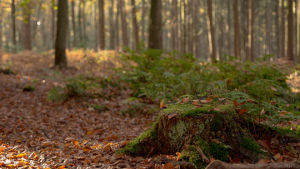 cinemagraph,cinemagraphs,nature,fall,perfect loop,leafs,living stills,stump