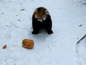 pumpkin,vs,pandawhale,sitepandawhalecom,panda,pumpkinsnow