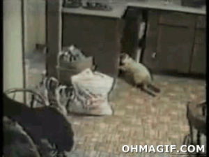 cat,funny,animals,shocked,jumping,attacked