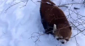 snow,panda,playing