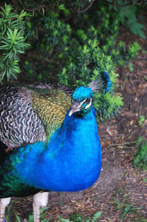 peacock,3d,my artwork