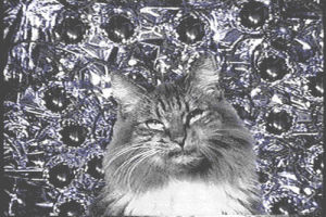 led,tripping,cat,trippy