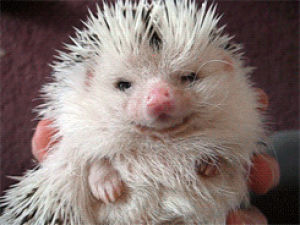 hedgehog,cute,animal,adorable,pet