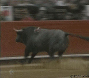 animal,bull,animals,arena,funny,sports,fight,jumping,out,wild