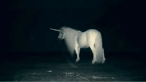 night,white horse,lol,horse,funny gif,amazing,unicorn,funny,cute,rainbow,white