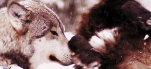 animals,nature,snow,animal,winter,wolves