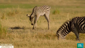 wildlife,naturesepicjourneys,africa,funny,cute,nature,run,bbc,foal,bbcearth