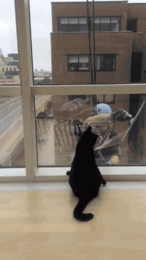 window washer,cat