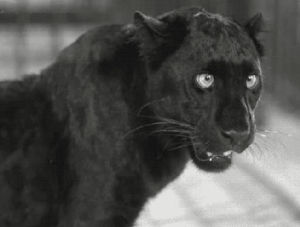 panther,roar,black and white,cat,film,black,teeth,amana