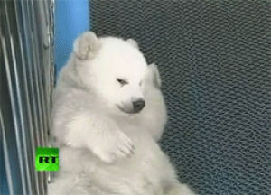 bear,polar bear