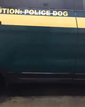 dog,police,caution