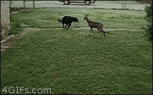 animals,cute,dog,ball,deer,plays