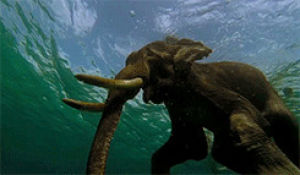 elephant,animals,swimming,searching