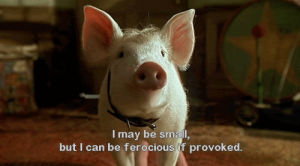 pig,babe pig in the city,animals,george miller