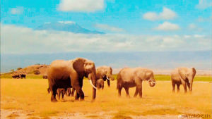 elephant,africa