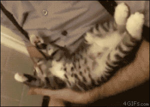 cute,animals,kitten,arms,paws,pushed