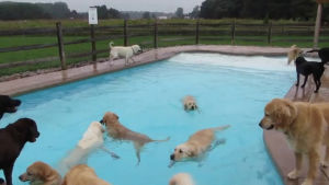 doggy,daycare,party,pool