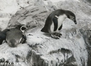 penguin,push,animals being jerks,penguins