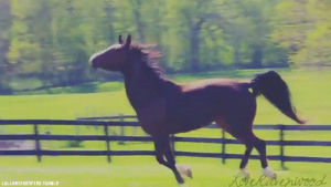 horse,run,free,go go go