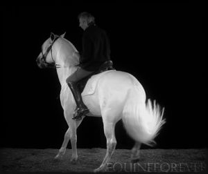 equestrian,horse,animals,black and white,white,riding,equine,hoof