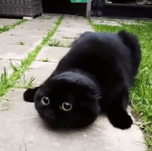 kawaii,black cat,stare,cat,crazy,look