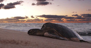 turtle,animals,cute,seal,relaxing,stranded