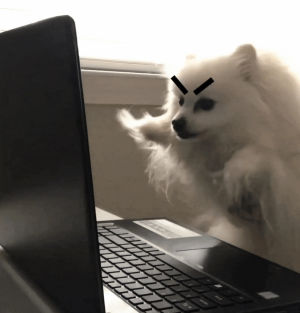mad,reaction,working,angry typing,typing,dog,redditors
