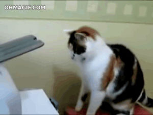 printer,funny,cat,animals,hit,moving,standing,fix,scratching