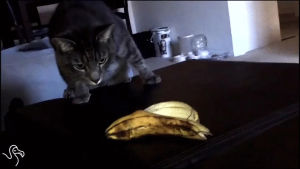 cats,win,bananas