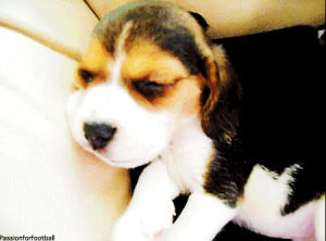 beagle,dog,puppy