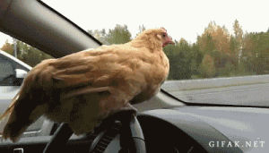 car,chicken,animals,kfc,steering wheel,lookout man,driving chicken