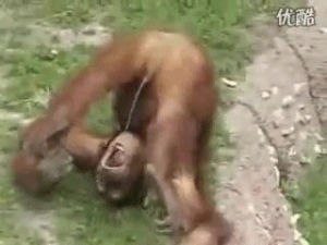 Arangitan Zoo Sex Gifs - Rofl GIFs - Get the best gif on GIFER
