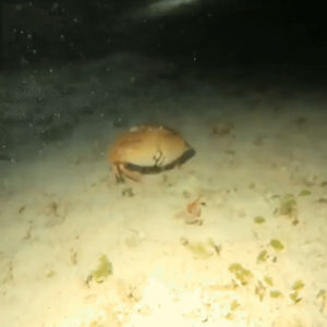 crab,giant,box,move