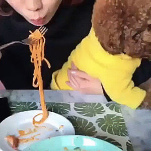 dog,spaghetti