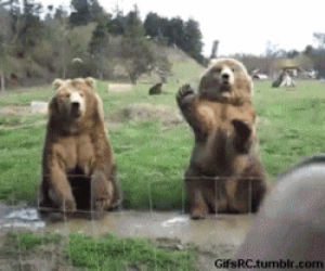 bear,funny,waving,animals,standing,cute bears,hi bear