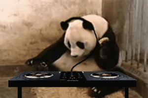 dj,panda