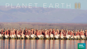 flamingo,funny,nature,bbc,walk,birds,mountains,strut,planet earth 2