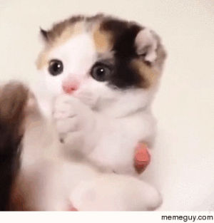 tail,cutest,cat,kitten