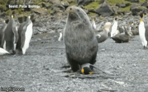 animals,penguin,seal