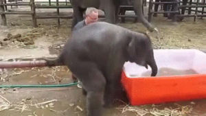 how,elephant,baby,bath,ca