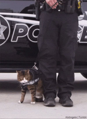 cats,police