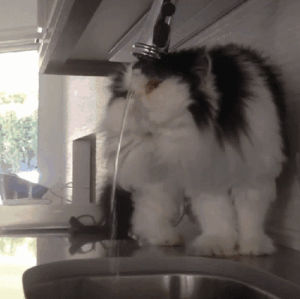 water,cats,drink,get,way,efficient