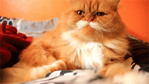 persian cat,cat,cats,cute cat,mustache,moustache,persian,cat s,oki,persian cats,mustache cat,oki the cat,moustache cat