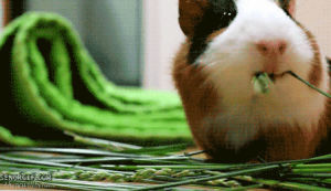 animation,adorable,nom,chewing,guinea pig,nomz