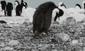 birb,penguins,fat birds,animals,nature,birds,penguin,aww,fluffy,wildlife