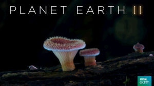 fungi,nature,bbc,glow,plant,grow,planet earth 2,jungles