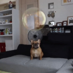frenchie,dog,bubble